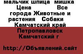 мальчик шпица (мишка) › Цена ­ 55 000 - Все города Животные и растения » Собаки   . Камчатский край,Петропавловск-Камчатский г.